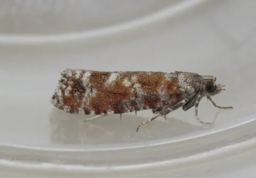 Spotted Shoot Moth - Rhyacionia pinivorana