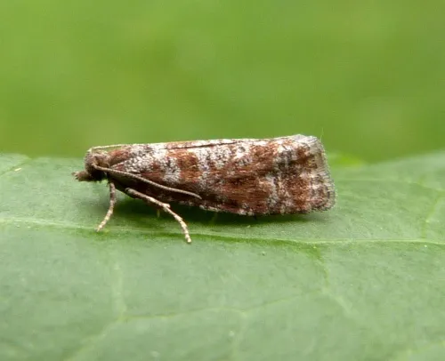 Spotted Shoot Moth - photo 2