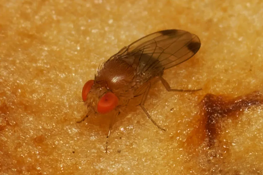 Spotted-winged Drosophila - photo 2