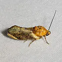 Yellow Spragueia Moth - Hodges#9131