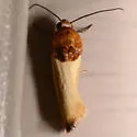 Yellow Spragueia Moth - Hodges#9131 - photo 2