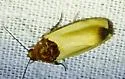 Yellow Spragueia Moth - Hodges#9131 - photo 3