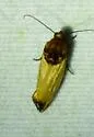Yellow Spragueia Moth - Hodges#9131 - photo 4