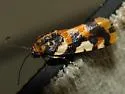 Southern Spragueia Moth - Hodges#9122