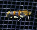 Southern Spragueia Moth - Hodges#9122 - photo 3