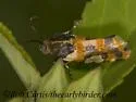 Southern Spragueia Moth - Hodges#9122 - photo 4