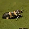 Spragueia funeralis - Hodges#9129