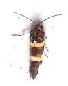 Spragueia funeralis - Hodges#9129 - photo 4