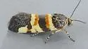 Spragueia funeralis - Hodges#9129 - photo 5