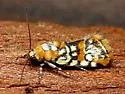 Spotted Spragueia - Hodges#9125