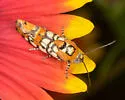 Spotted Spragueia - Hodges#9125 - photo 2