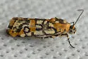 Spotted Spragueia - Hodges#9125 - photo 4