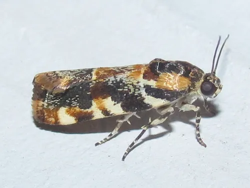 Spragueia jaguaralis - Hodges#9128