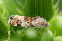 Spragueia margana - Hodges#9132