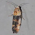 Spragueia obatra - Hodges#9130 - Spragueia obatra
