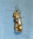 Spragueia obatra - Hodges#9130 - photo 2