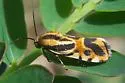 Black-dotted Spragueia Moth - Hodges#9126