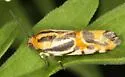 Black-dotted Spragueia Moth - Hodges#9126 - photo 4