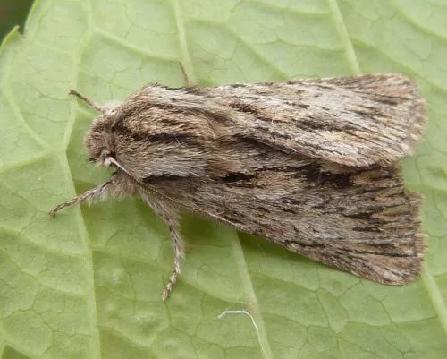 The Sprawler - photo 2