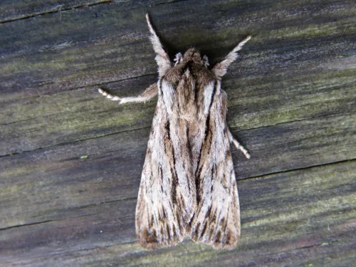 The Sprawler - photo 3