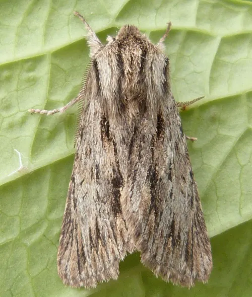 The Sprawler - photo 4