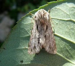 The Sprawler - photo 5