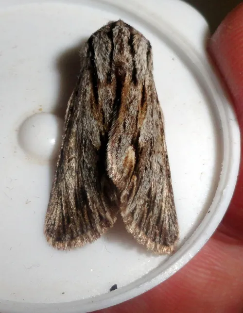 The Sprawler - photo 7