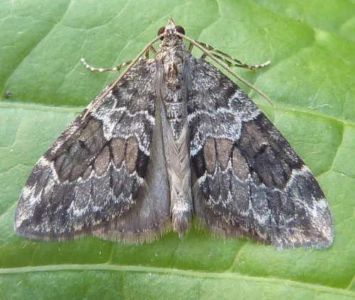Spruce Carpet