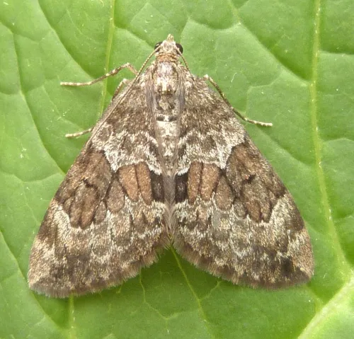 Spruce Carpet - photo 2