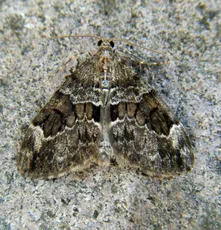 Spruce Carpet - photo 3