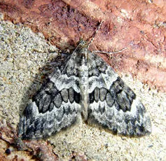 Spruce Carpet - photo 4