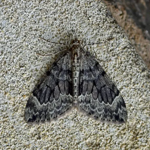 Spruce Carpet - photo 5