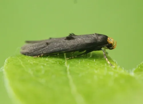 Spuleria flavicaput