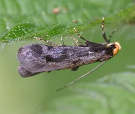 Spuleria flavicaput - photo 2