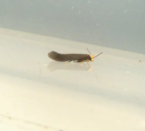 Spuleria flavicaput - photo 4