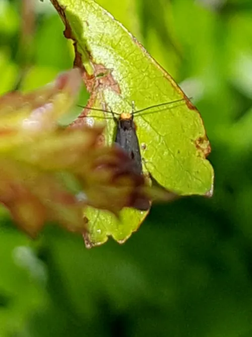 Spuleria flavicaput - photo 7