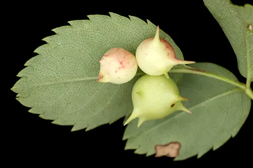 Sputnik Gall Wasp