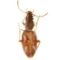 Squamanotoxus balsasensis