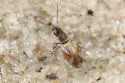 Squamanotoxus balsasensis - photo 2
