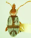 Squamanotoxus elegans - Squamanotoxus elegans