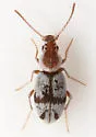 Squamanotoxus elegans - photo 2