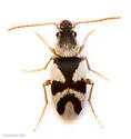 Squamanotoxus elegans - photo 3
