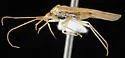 Squamocoris arizonae - photo 2