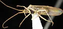 Squamocoris arizonae - photo 3