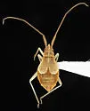 Squamocoris arizonae - photo 4