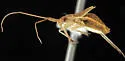 Squamocoris arizonae - photo 5