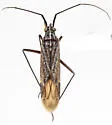 Squamocoris pallidinervus