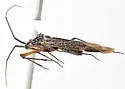 Squamocoris pallidinervus - photo 2