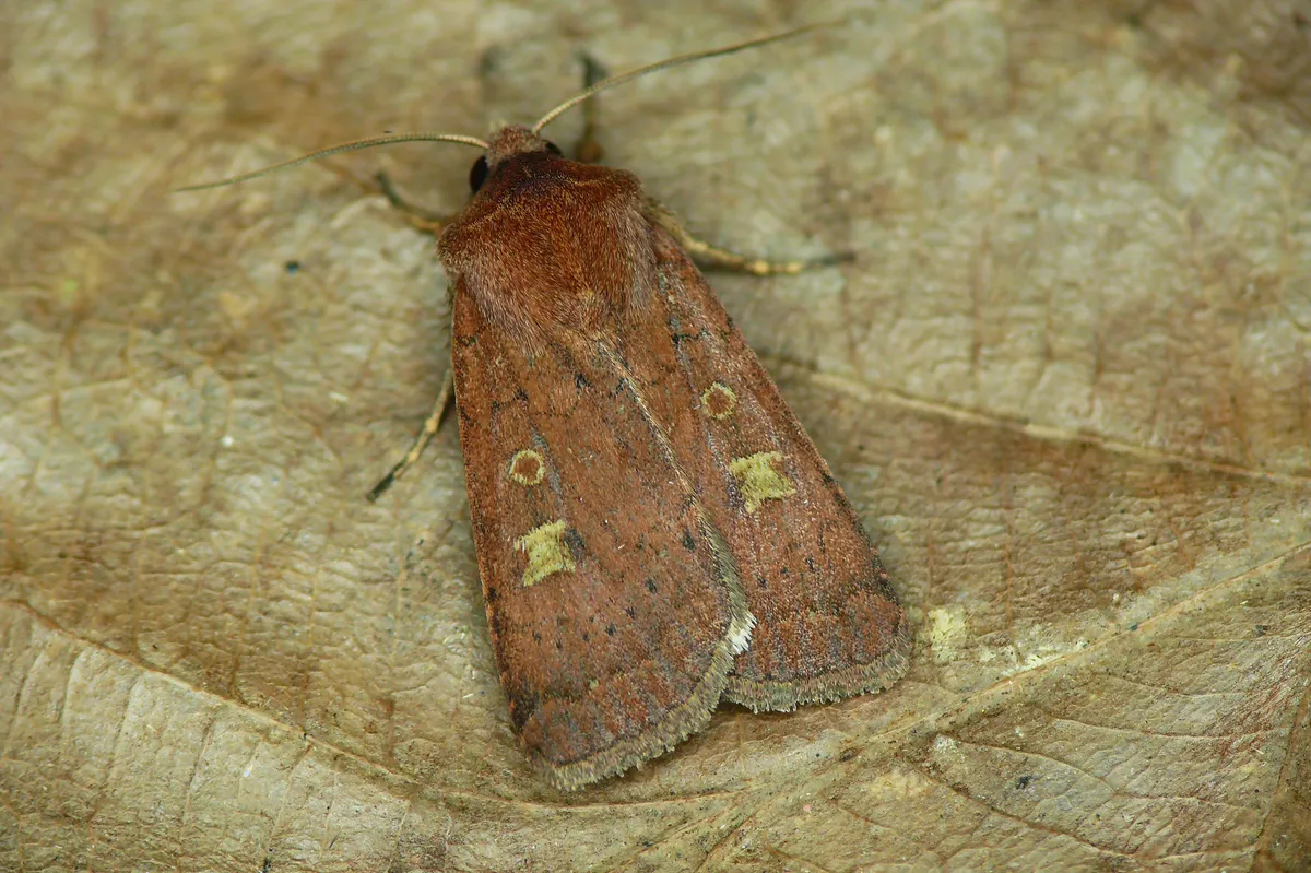 Square-spot Rustic - photo 3