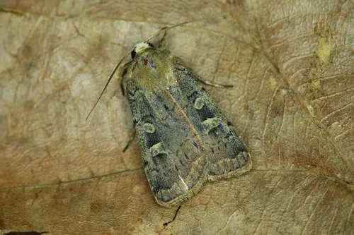 Square-spot Rustic - photo 4
